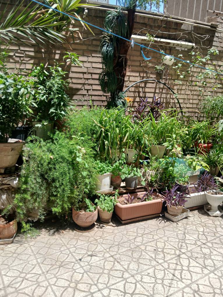کشاورزی شهری جامعه‌محور چیست و چگونه به توسعه پایدار محلات کمک می‌کند؟
